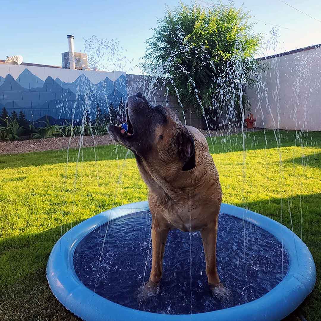 WuffSplash Wasserspielmatte - Der erfrischende Spaß für Deinen Hund